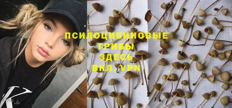 купить наркотики цена  kraken вход  Псилоцибиновые грибы Psilocybe  Дагестанские Огни 