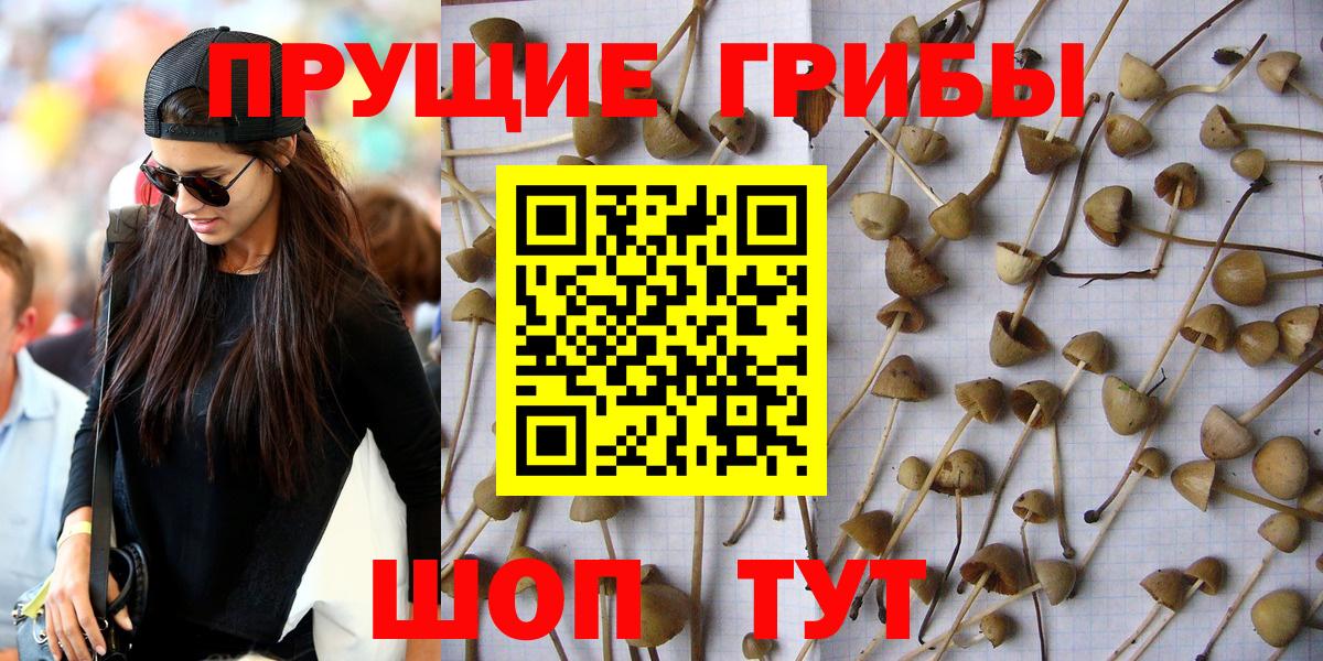 Псилоцибиновые грибы Psilocybe  Псилоцибиновые грибы Psilocybe  Вход с VPN  Дагестанские Огни 
